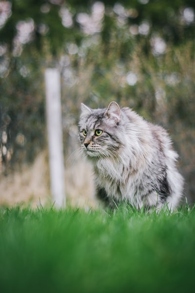 在绿色草地上的灰色长毛猫
